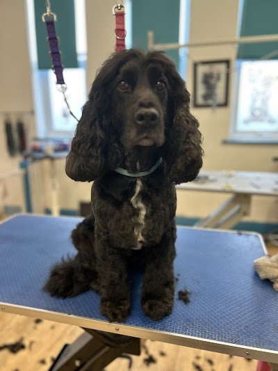 Photo associated with Elite Dog Grooming Limited Stockport