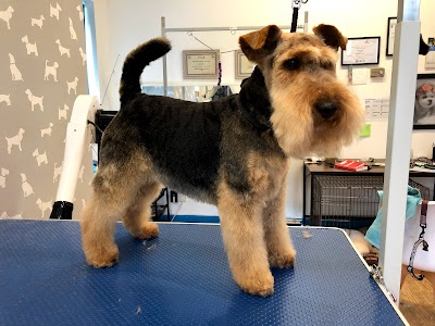 Photo associated with Elite Dog Grooming Limited Stockport