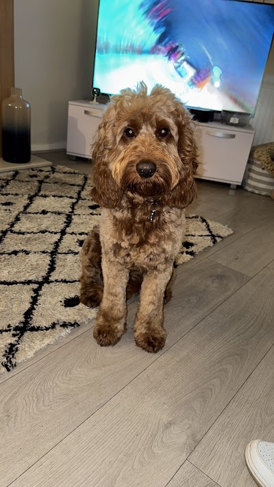 Photo associated with Elite Dog Grooming Limited Stockport
