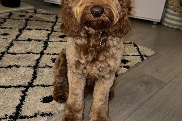 Photo associated with Elite Dog Grooming Limited Stockport