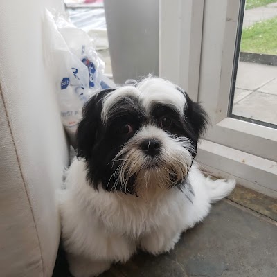 Photo associated with Benjis Dog Grooming