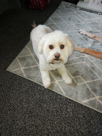 Photo associated with Benjis Dog Grooming
