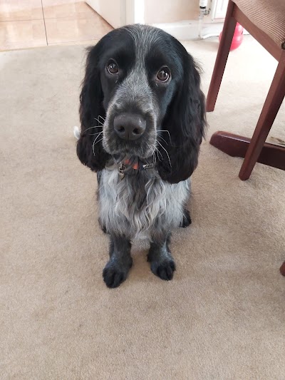 Photo associated with Bloomingtails Dog Grooming Upholland