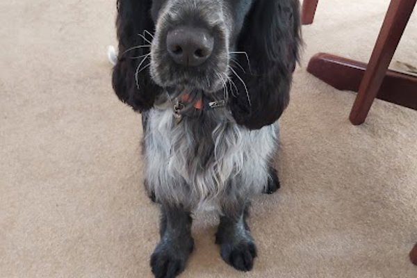 Photo associated with Bloomingtails Dog Grooming Upholland