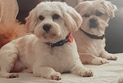 Photo associated with Pretty Paws Pet Grooming