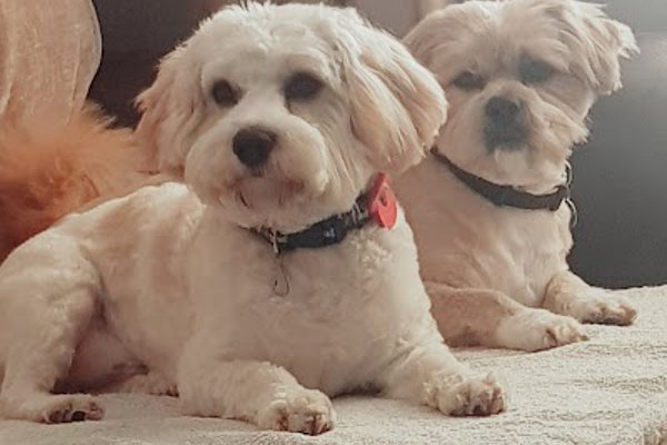 Photo associated with Pretty Paws Pet Grooming