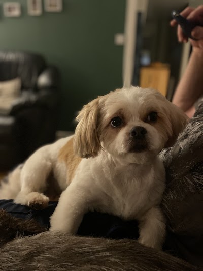 Photo associated with Pretty Paws Pet Grooming