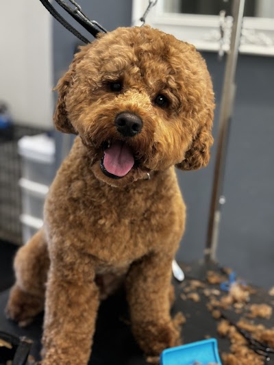 Photo associated with Pretty Paws Pet Grooming