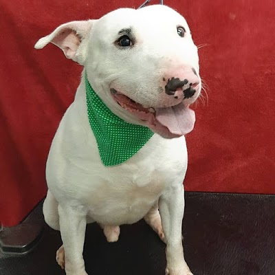Photo associated with Island Dog Groomers
