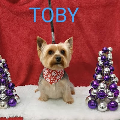 Photo associated with Island Dog Groomers