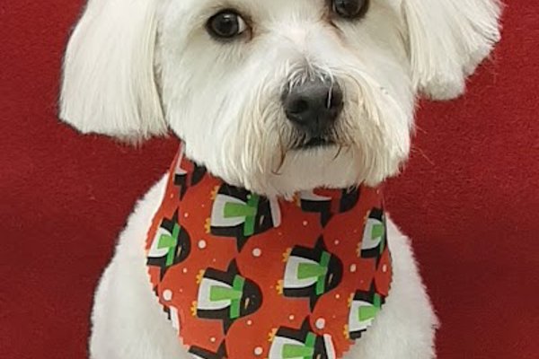 Photo associated with Island Dog Groomers