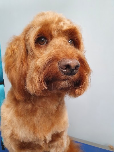 Photo associated with Alwoodley Dog Grooming