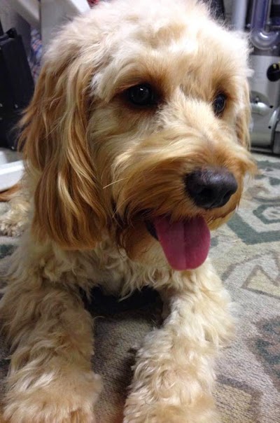 Photo associated with Pooches'n'Poodles Dog Grooming