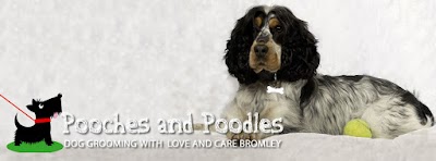 Photo associated with Pooches'n'Poodles Dog Grooming