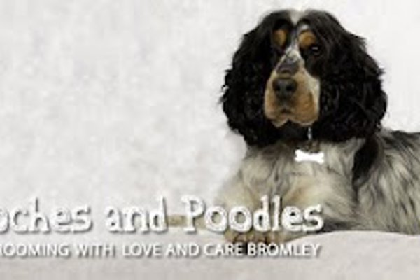 Photo associated with Pooches'n'Poodles Dog Grooming