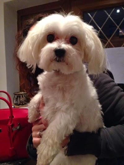 Photo associated with Pooches'n'Poodles Dog Grooming