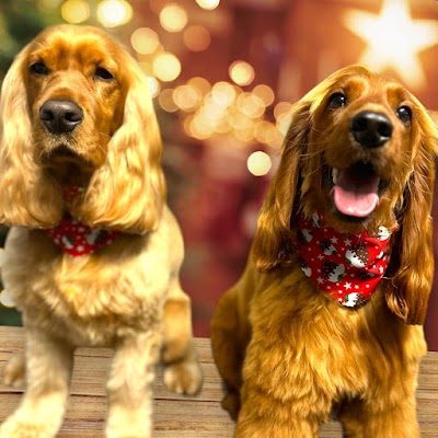 Photo associated with Belles and Bubbles Dog Grooming
