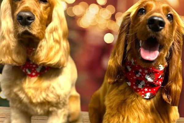 Photo associated with Belles and Bubbles Dog Grooming