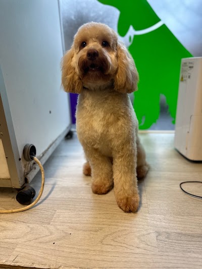 Photo associated with Belles and Bubbles Dog Grooming