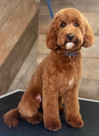 Photo associated with hair of the dog nottingham