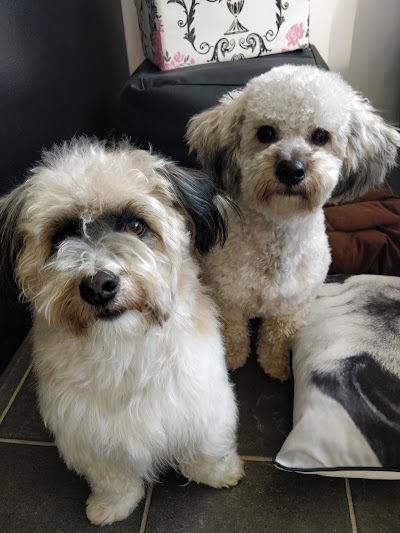 Photo associated with Lugs N Hugs Mobile Dog Grooming