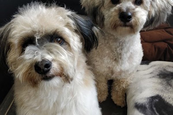 Photo associated with Lugs N Hugs Mobile Dog Grooming
