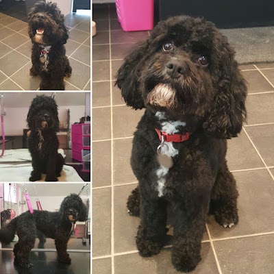 Photo associated with Lugs N Hugs Mobile Dog Grooming