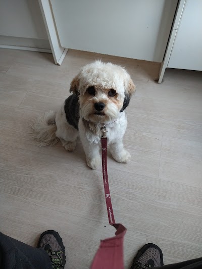 Photo associated with Perfect Paws Dog Grooming