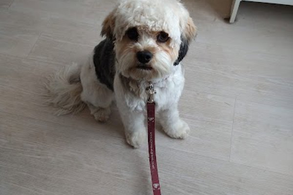 Photo associated with Perfect Paws Dog Grooming