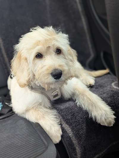Photo associated with BarkInStyleNC