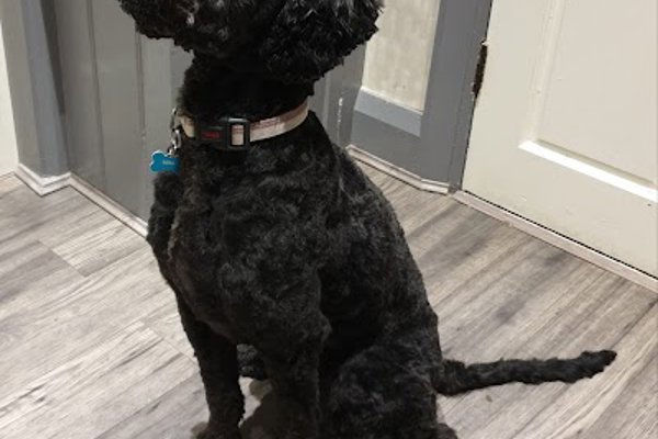 Photo associated with Paws Here