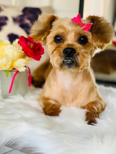 Photo associated with Mitzis Dog Grooming