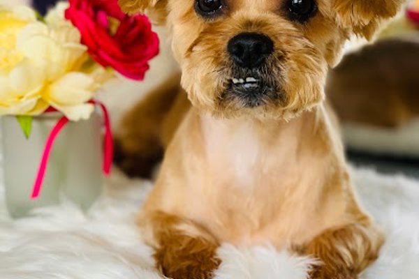 Photo associated with Mitzis Dog Grooming