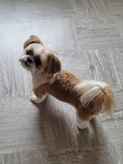 Photo associated with Mitzis Dog Grooming