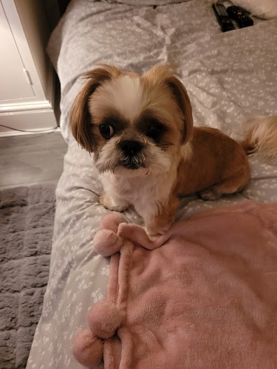 Photo associated with Mitzis Dog Grooming