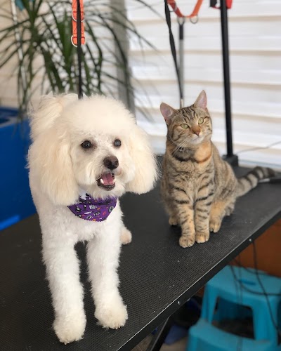 Photo associated with Woofmeow Pet Grooming
