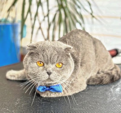 Photo associated with Woofmeow Pet Grooming