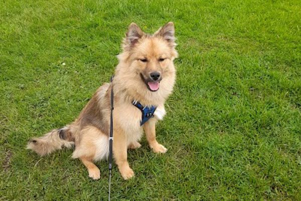 Photo associated with Carmen's Grooming Service
