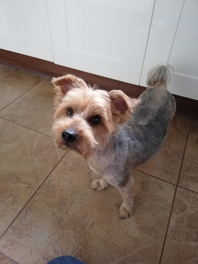 Photo associated with Carmen's Grooming Service
