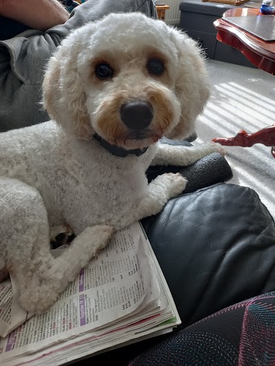 Photo associated with M&M Dog Grooming