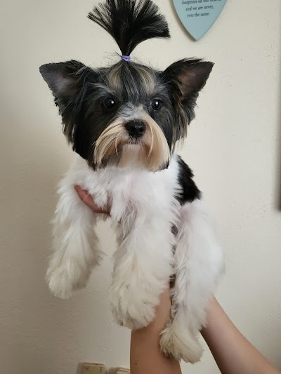 Photo associated with M&M Dog Grooming