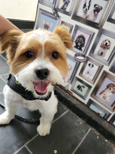 Photo associated with M&M Dog Grooming