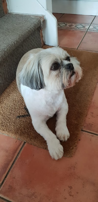 Photo associated with Betty Blair's Dog Groomers