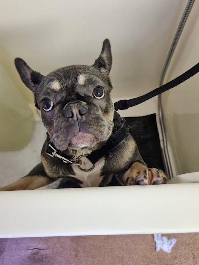 Photo associated with Pooches Mobile Dog Grooming Blackpool