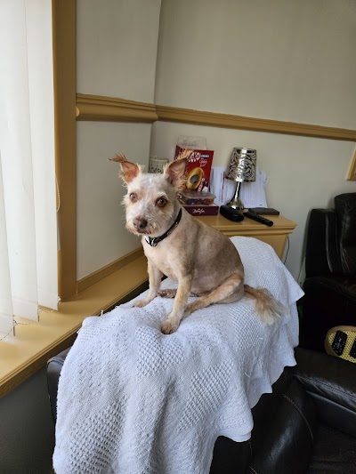 Photo associated with Pooches Mobile Dog Grooming Blackpool