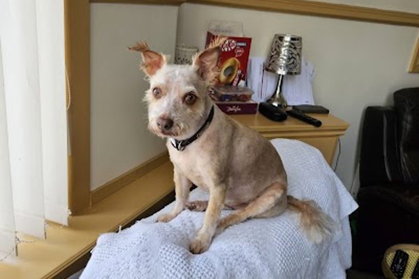 Photo associated with Pooches Mobile Dog Grooming Blackpool