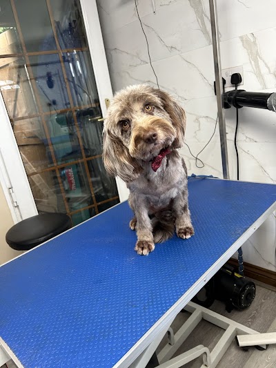 Photo associated with Happy Paws Dog Grooming Service, Bridgend