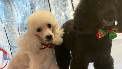 Photo associated with Happy Paws Dog Grooming Service, Bridgend