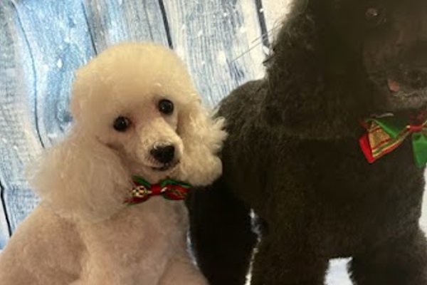 Photo associated with Happy Paws Dog Grooming Service, Bridgend