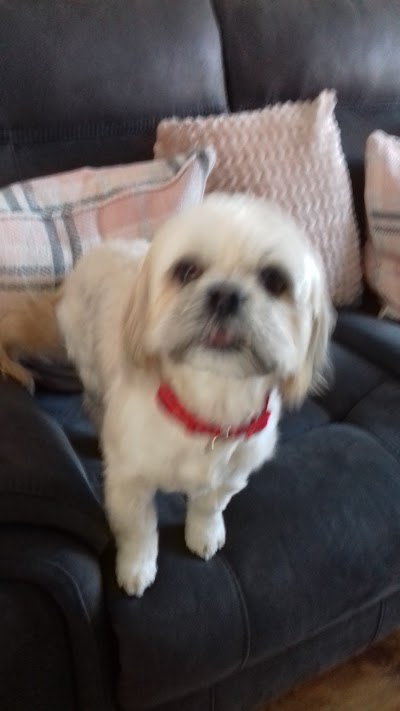 Photo associated with 4 Ur Paws Only Ltd